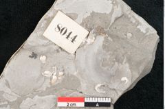 Foto (Detailansicht) von Sophora europaea Unger (NHMW-GEO-2024-0188-8044)